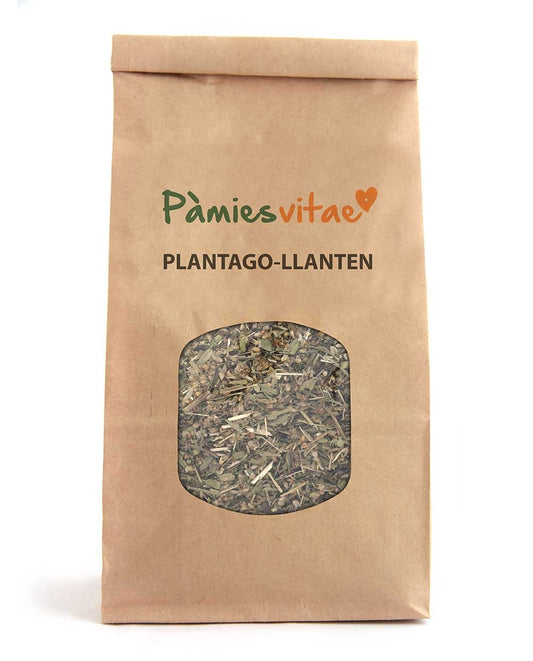 PLANTAGO/LLANTEN - Plantago major